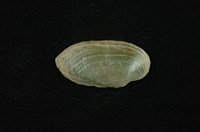 藏品(石蚌)的圖片